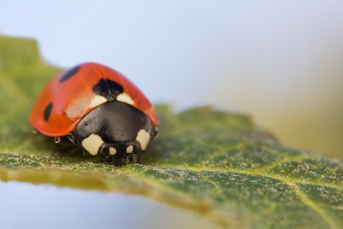 Seven Spot Ladybird 6